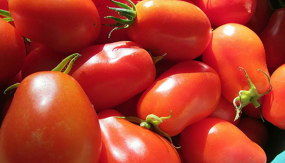 San Marzano Tomaten